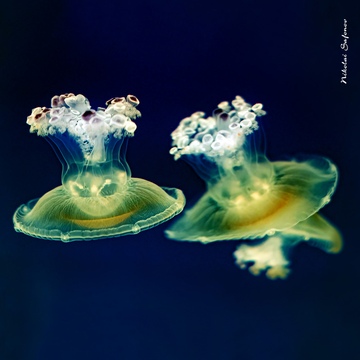Медуза яичница, S