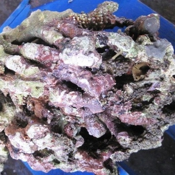 Камни живые - Индонезия (кг.)